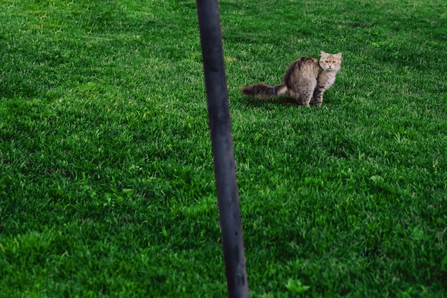 Gato faz cocô em um gramado verde com espaço para texto