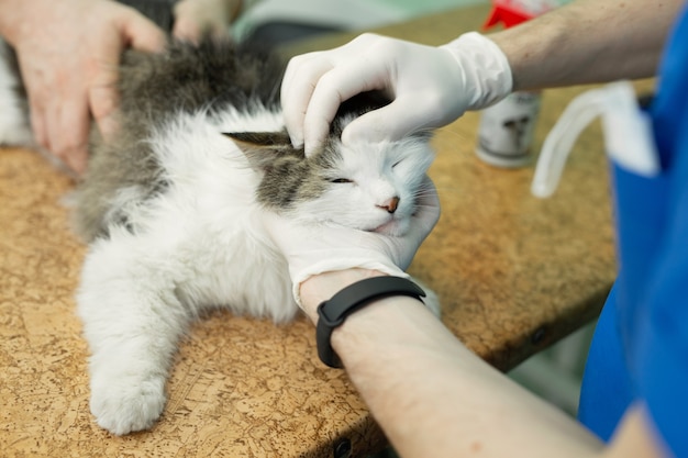 Gato fazendo check-up em uma clínica veterinária de animais