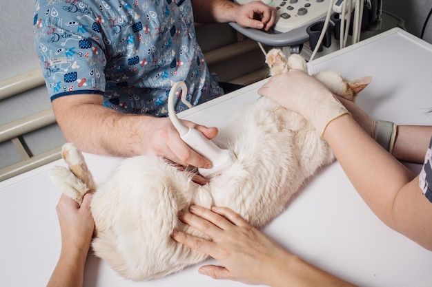 Gato fazendo ultra-som no consultório veterinário