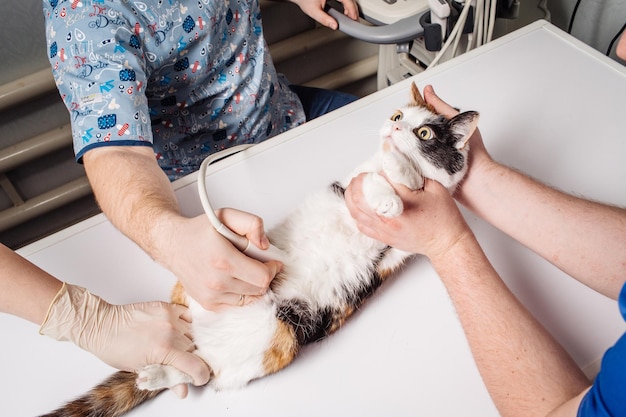 Gato fazendo ultra-som no consultório veterinário