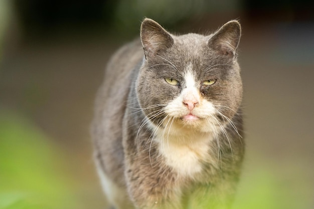 Gato feio olhando para a câmera gato cinza e branco pescoço branco