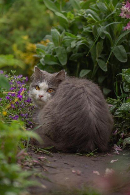 Gato feliz en el campo en la misma temporada Gato descansando en un prado Hermoso gato acostado en el jardín en un campo al atardecer