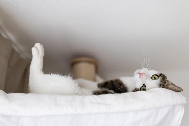 Gato feliz deitado na rede no poste de arranhões sob o teto