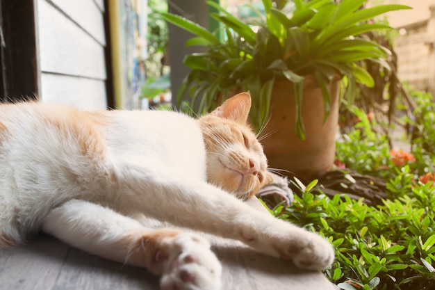 Gato feliz durmiendo en el jardín