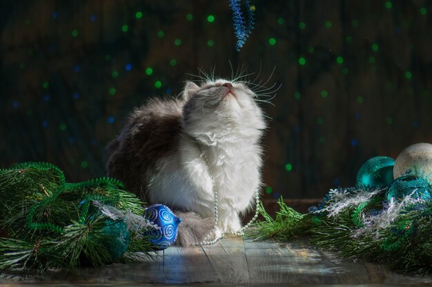 Foto gato feliz juega con juguetes de navidad. gato jugando con juguetes de navidad.