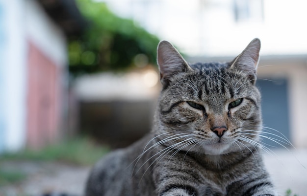 Gato feliz na rua