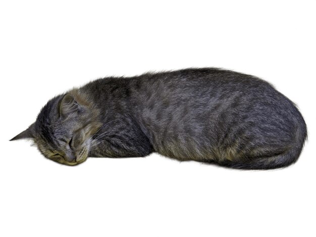 Gato fêmea dormindo no fundo isolado