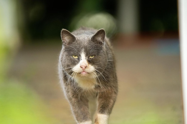 Gato feo mirando a la cámara gato gris y blanco cuello blanco