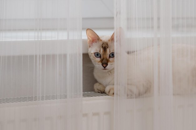 Foto gato fica em um radiador de aquecimento contra o fundo de uma parede cinzenta e aquece o aquecimento central