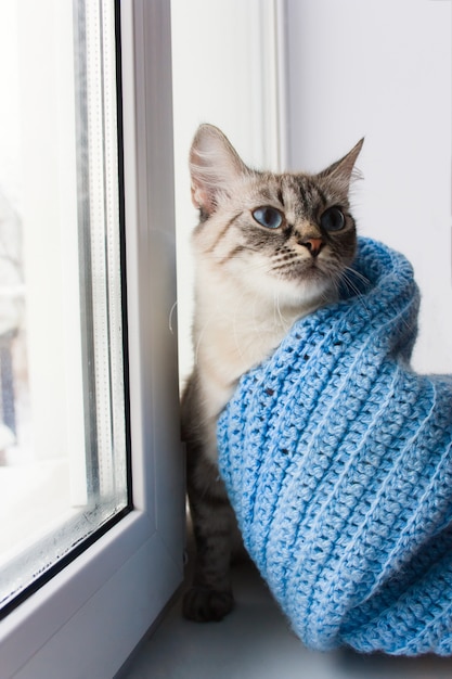 Gato flaffy fofo com olhos azuis, coberto de malha lenço azul e sentado em um peitoril da janela