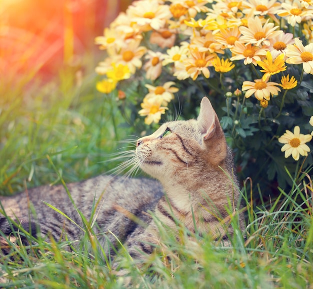 Gato con flores en el jardín.