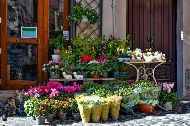 Foto un gato entre las flores en una tienda de villa santo stefano, una ciudad medieval de la región de lazio, italia