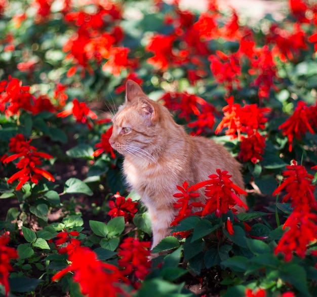 gato entre las flores