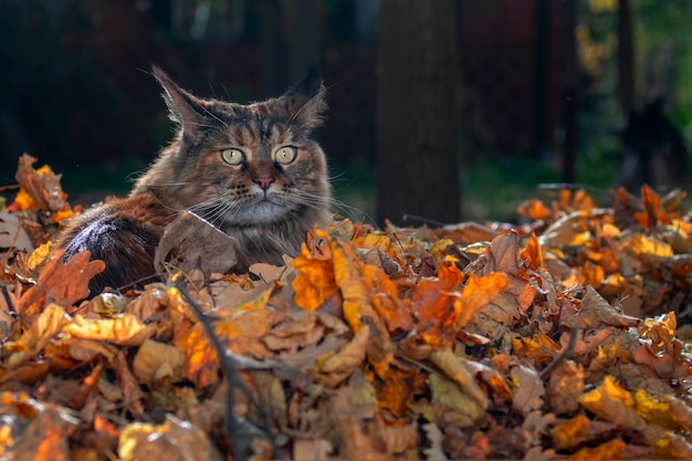 El gato Fluffy Maine Coon se cuela en el parque de otoño a través de las hojas caídas