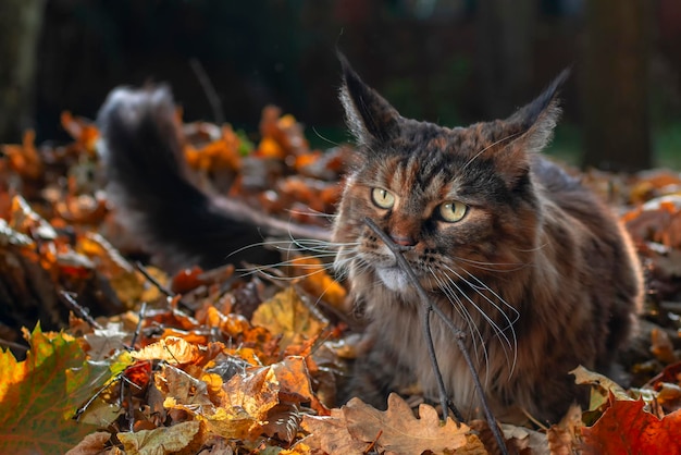 El gato Fluffy Maine Coon se cuela en el parque de otoño a través de las hojas caídas