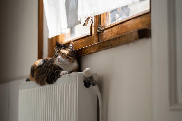 Gato fofinho focado deitado no radiador de aquecimento pela janela relaxa a calma em casa no tempo frio