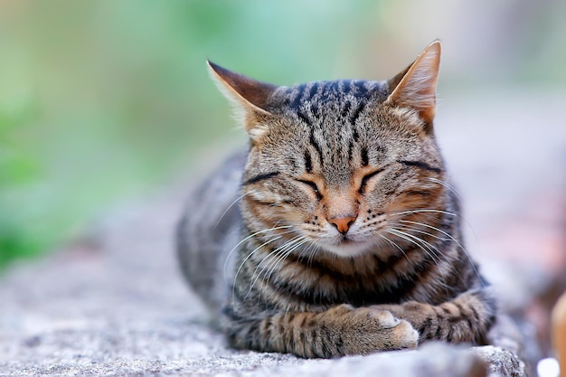 gato fofo, animal de estimação fofo feliz, conceito de amor e cuidados