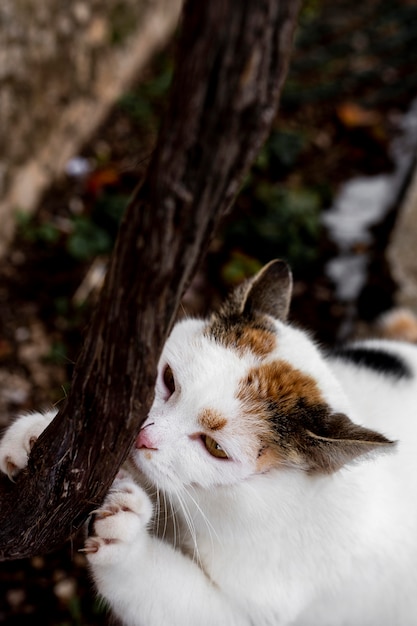 Foto gato fofo arranhando galho