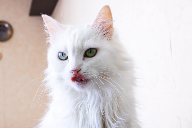 Gato fofo branco lambe retrato de perto