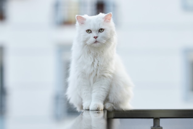 Gato fofo branco sentado na varanda