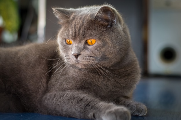 Gato fofo britânico cinza com lindos olhos laranja