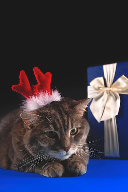 Foto gato fofo cinza com chifres de veado vermelho em um fundo escuro conceito de natal e ano novo com animais de estimação e caixa de presente azul