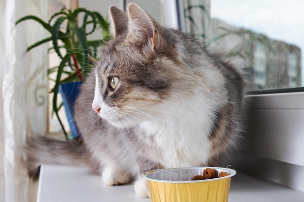 Gato fofo cinza come comida no peitoril da janela