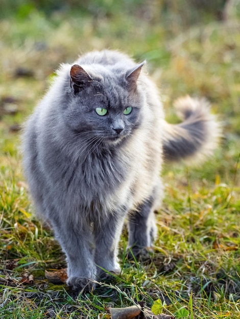 Gato fofo cinza no jardim na grama