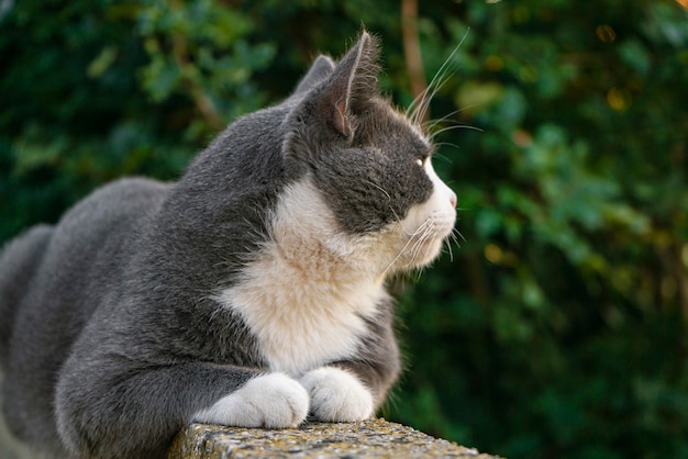 Gato fofo cinza no muro baixo