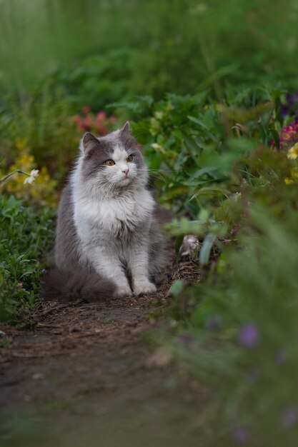 Gato fofo cinza sentado em flores Gato na trilha Gato no caminho do jardim perto de flores em um dia claro