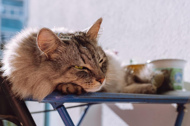 Gato fofo cinzento doméstico relaxado dorme na varanda, aquece-se ao sol