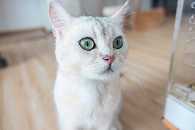 Gato fofo com cabelo curto branco raça de raça pura britânica O animal de estimação Kitten é adorável sentado olhando os olhos da câmera verde-amarelo Mamíferos felinos são fofos e brincalhões