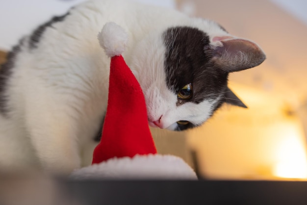 Gato fofo com chapéu de Papai Noel contra luzes de Natal desfocadas