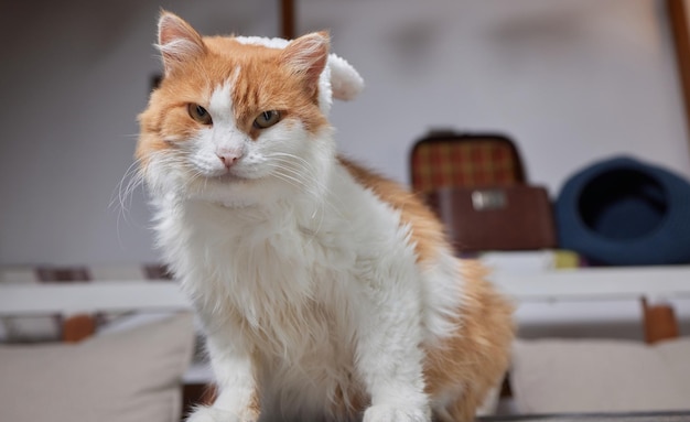 Gato fofo com chapéu de Papai Noel contra luzes de Natal desfocadas