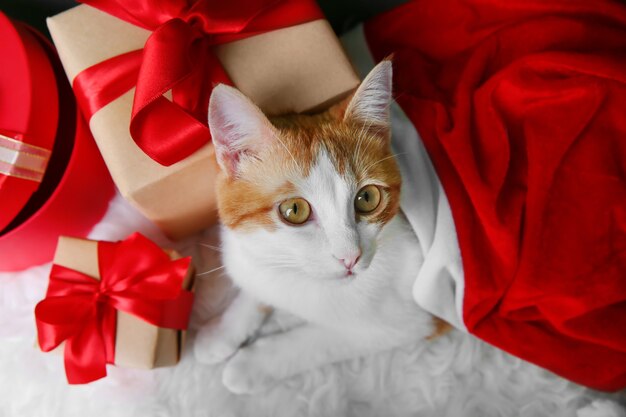 Gato fofo com chapéu de Papai Noel e caixas de presente no tapete peludo