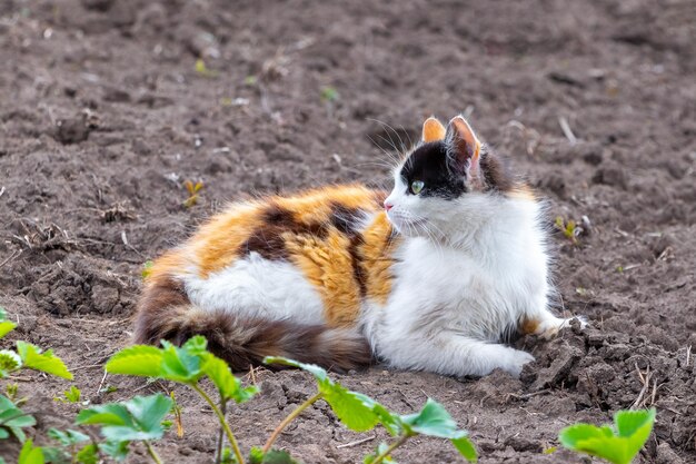 Gato fofo com pelo branco, laranja e preto deitado no jardim no chão