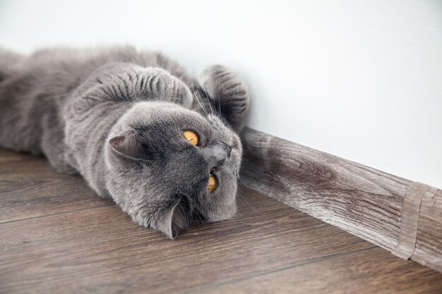 Gato fofo com pelo curto britânico e olhos laranja