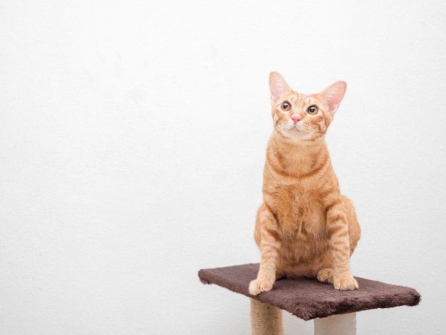 Gato fofo, cor laranja, sente-se no condomínio do gato, olhe para o lado esquerdo, copie o fundo do espaço branco