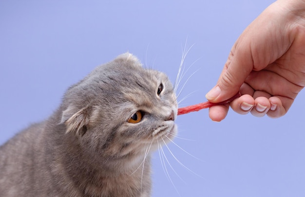 Gato fofo da dobra escocesa come um deleite de uma mão humana. Um gatinho ganancioso está mastigando uma salsicha de gato.