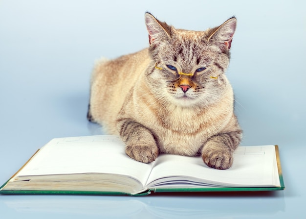 Gato fofo de negócios com óculos deitado sobre o caderno (livro)