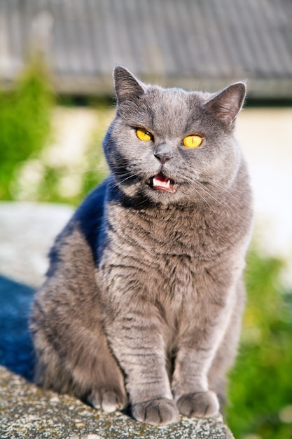 Gato fofo de pêlo curto britânico relaxante