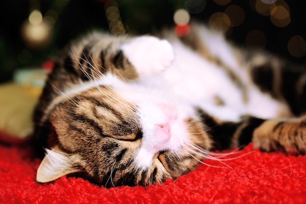 Gato fofo deitado no tapete com decoração de natal