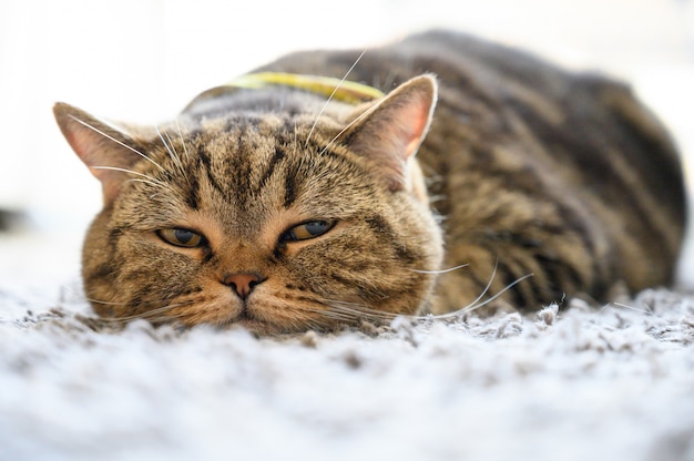 Gato fofo dormindo