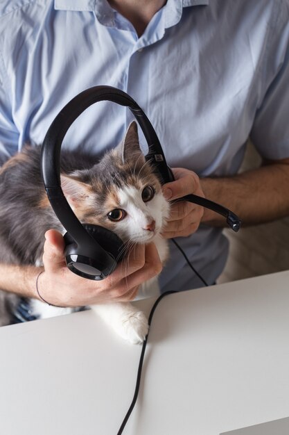 Foto gato fofo e engraçado com fones de ouvido