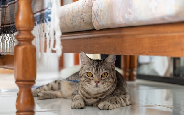 Gato fofo e feliz deitado debaixo do sofá na sala de estar