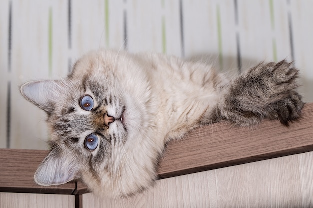 Gato fofo encontra-se em uma mesa de madeira. Retrato de um lindo gato