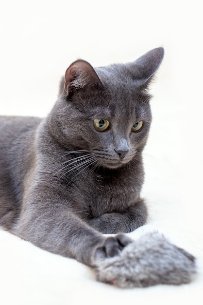 Gato fofo engraçado cinza deitado com um brinquedo fofo em uma superfície clara