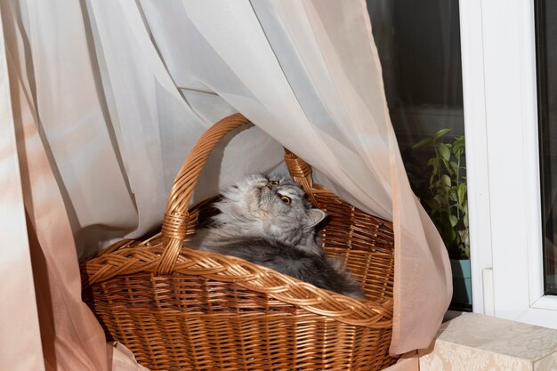 Gato fofo escocês de pêlo comprido e cinza em uma cesta de madeira