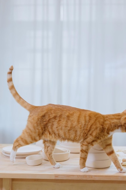 Gato fofo está de pé na mesa em casa, amizade de foco seletivo suave e jogos com animais de estimação