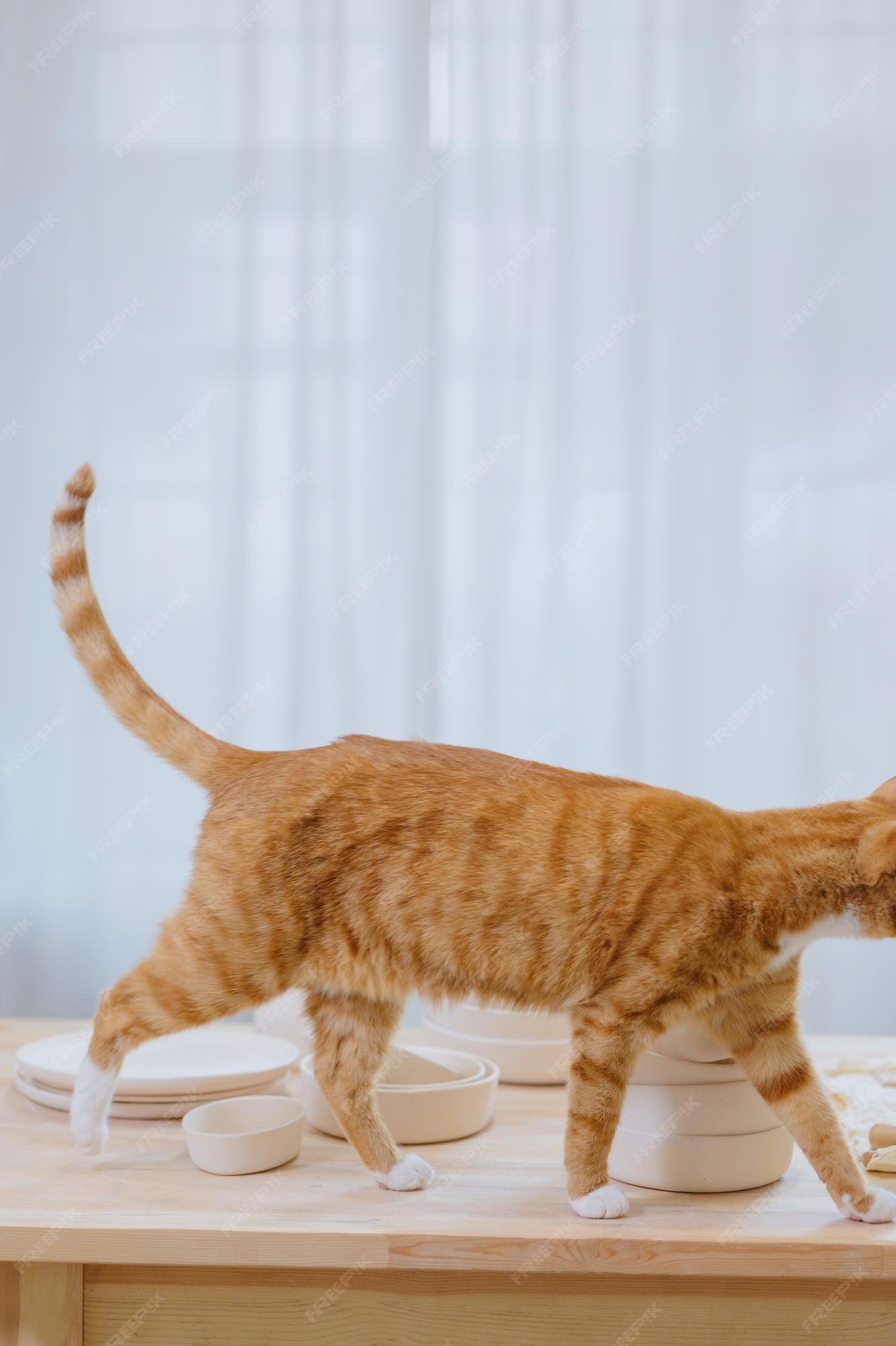 Gato fofo está de pé na mesa em casa, amizade de foco seletivo suave e jogos  com animais de estimação